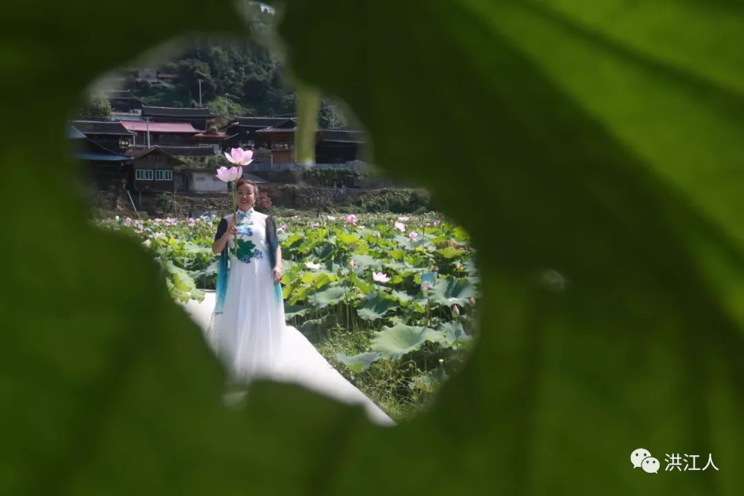 洪江荷花仙女们齐下凡农夫乐开怀