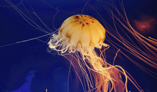 蓝色海洋烟台三日yip夏令营冠县独立成团