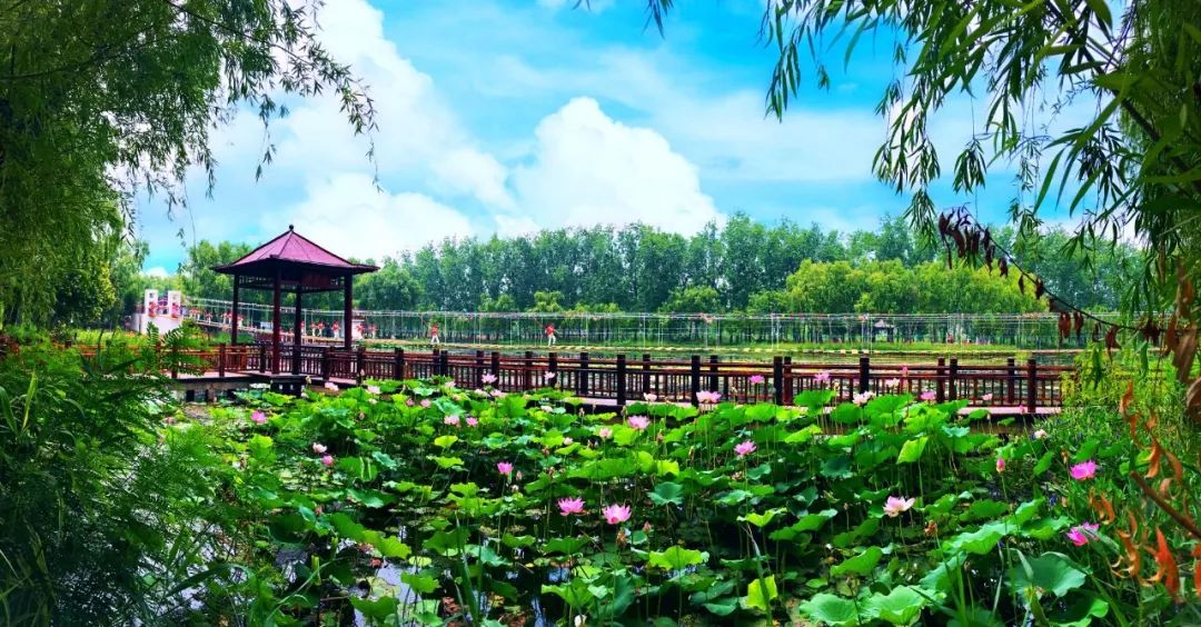 滕州微山湖红荷湿地福利来袭丨枣庄市民有福了