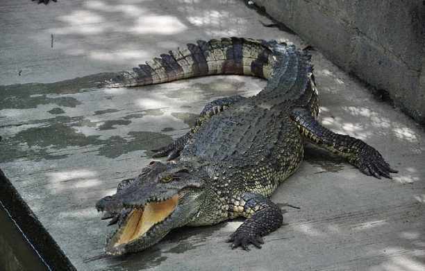 还让大批鳄鱼涌入了瓦杜达拉和附近城市,这大批鳄鱼涌入对当地居民的