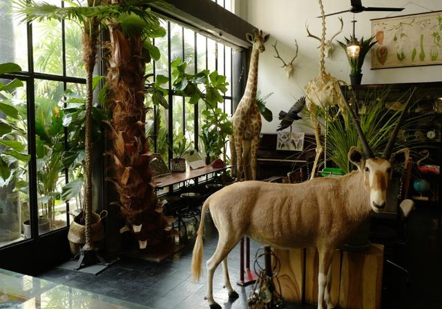 原创泰国最与众不同的民宿和100只动物睡在一起网友太刺激了