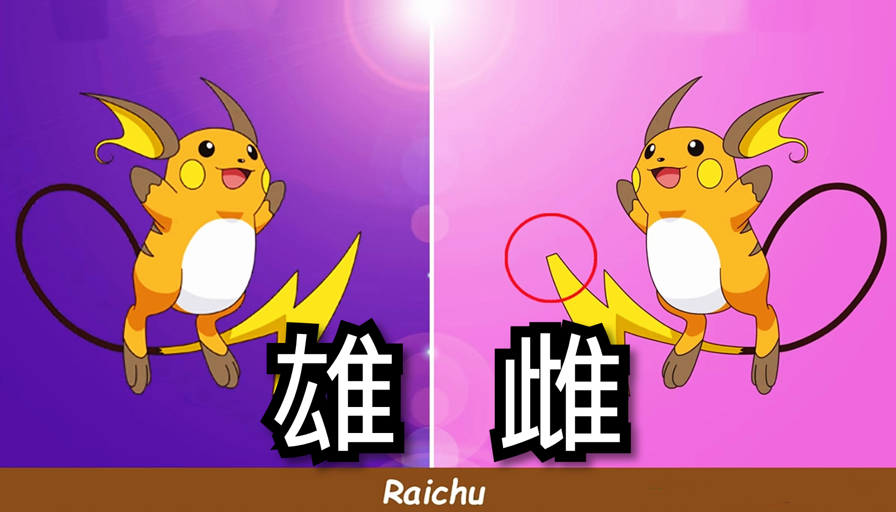 接下来就是雷丘,雷丘是皮卡丘的进化形态,不过说实话小编还是觉得不