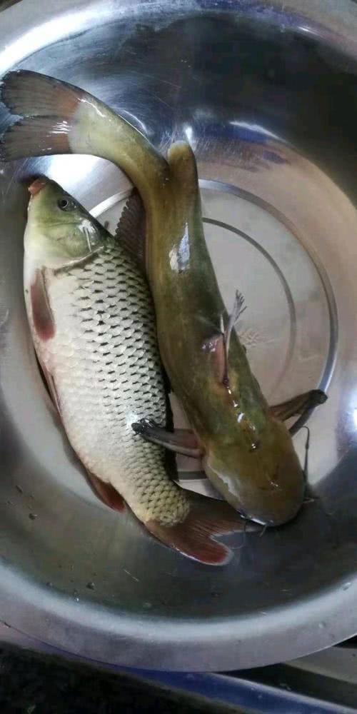 这条"黄颡鱼"成精了,四川钓友钓起"巨型黄颡鱼",超一公斤_黄辣丁
