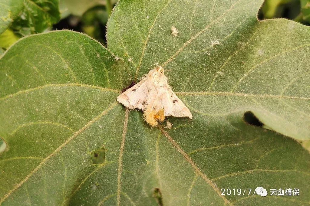 原创130团当前棉花病虫害发生情况及防治建议