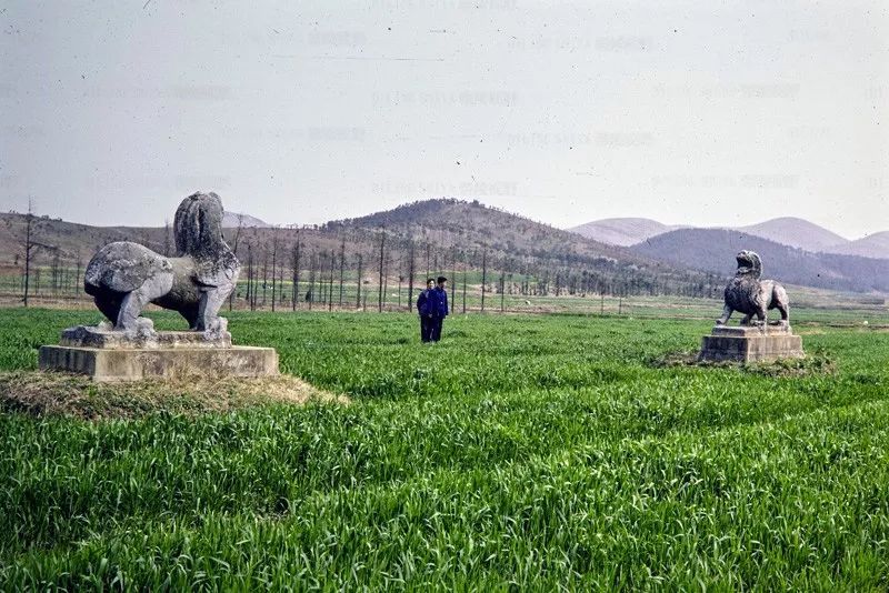 帝陵视野:八十年代的南朝陵墓石刻