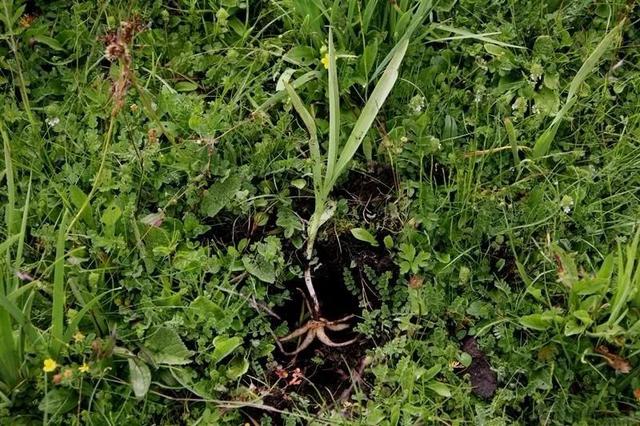 探秘二仙山中隐藏秦岭深处的天然药库