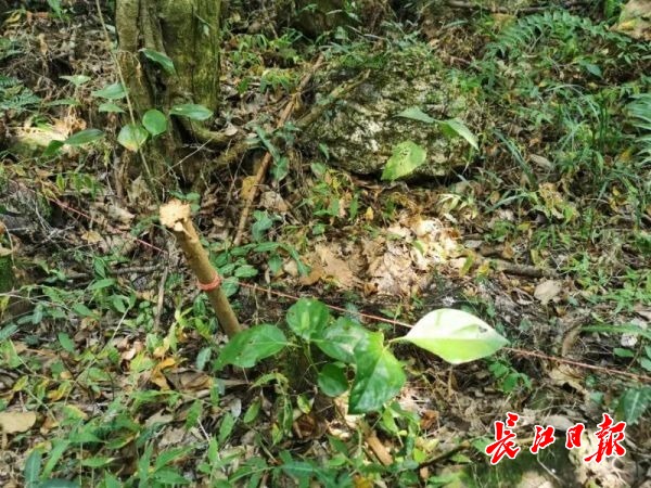 大膽!竟在馬鞍山森林公園內張網捕蛇,園方已拆除捕蛇網