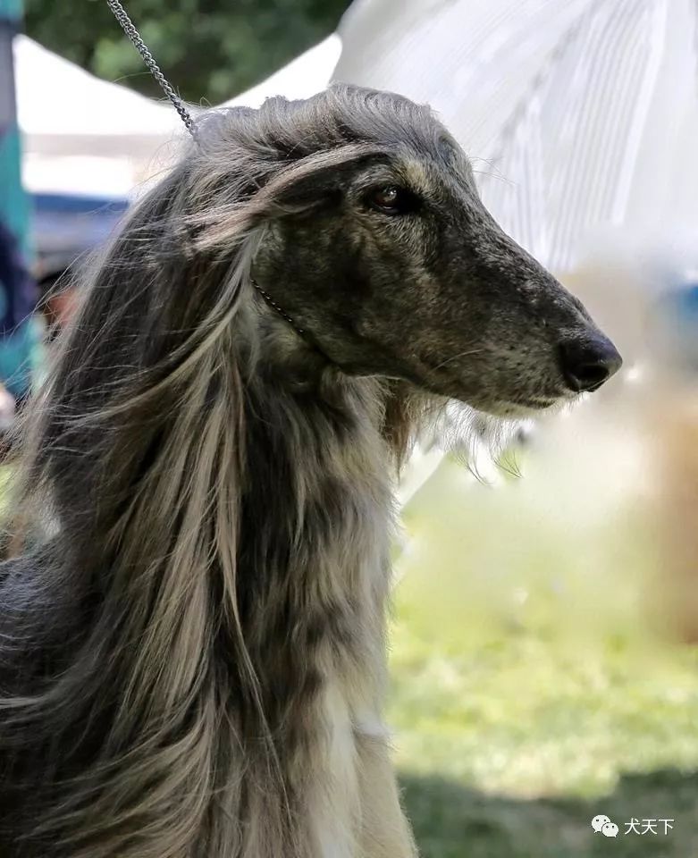 点指名犬古老神秘的风之骄子阿富汗猎犬