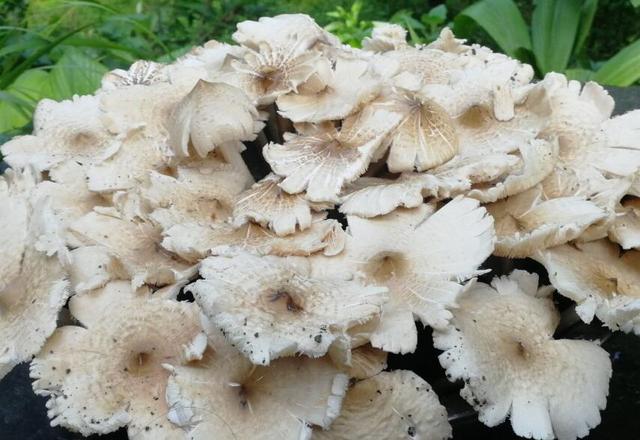 原创女子入山寻菌遇罕见大型鸡枞团簇拥生长呈团状堪称菌中奇观