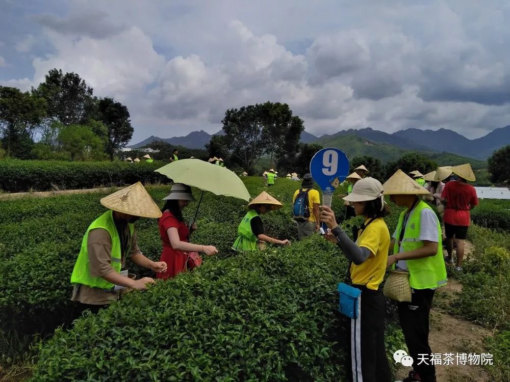 东华研学团之天福茶之旅圆满成功