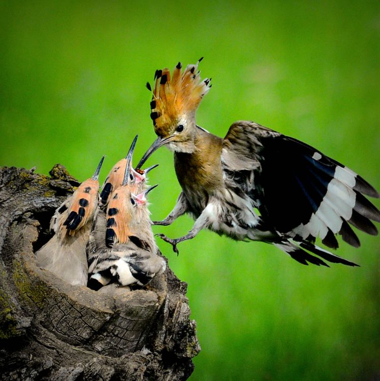 万物有灵且美人与环境摄影大赛展鸟兽虫鱼映像类投稿作品分享