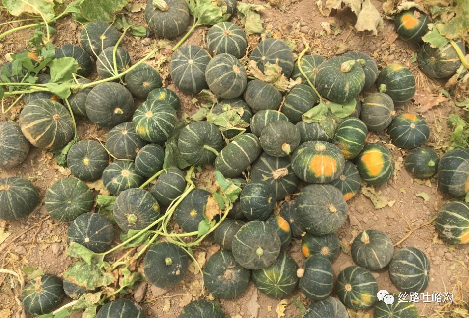 贝贝南瓜成为村民致富的金疙瘩