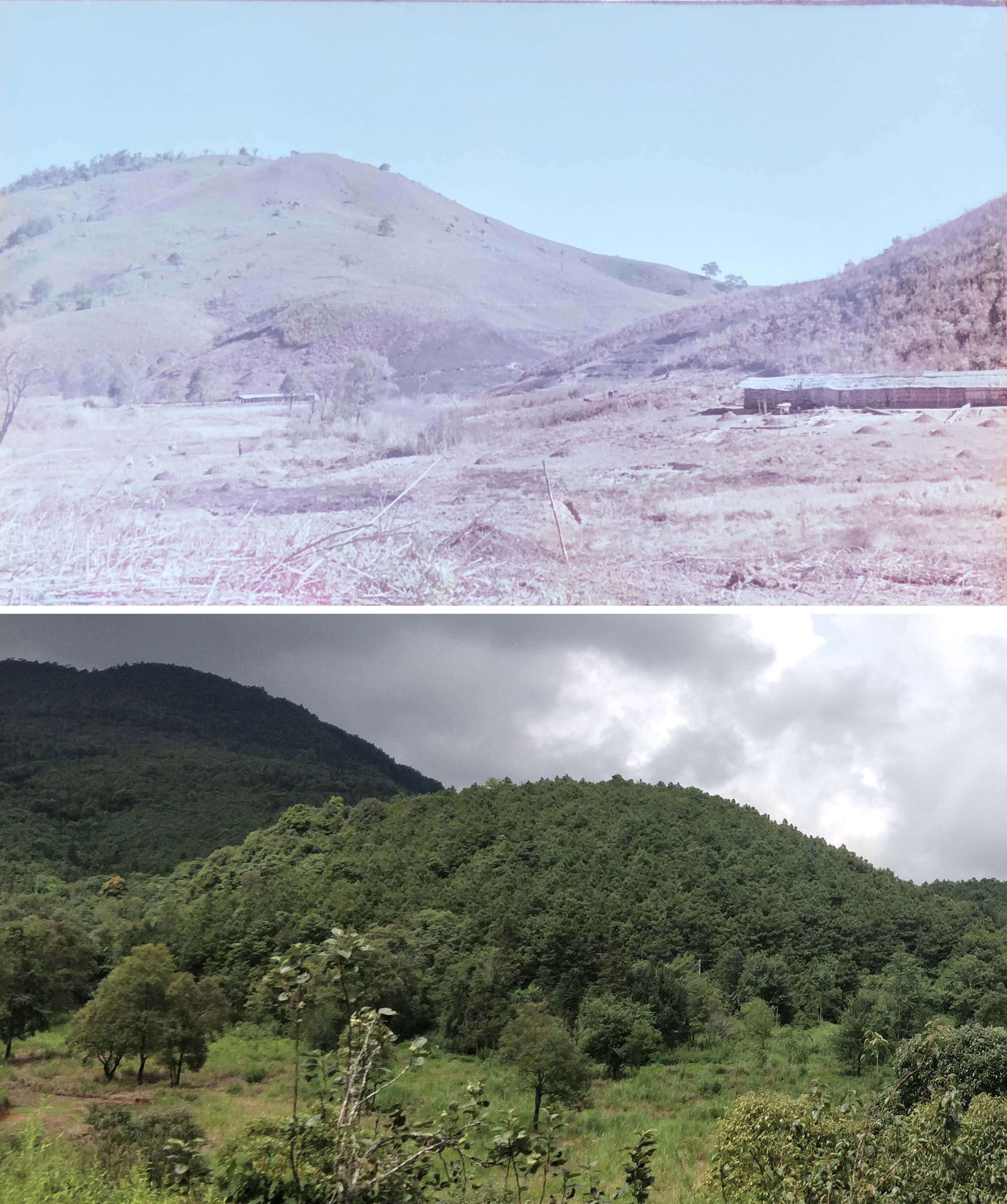 20余载植树造林万亩荒山成森林