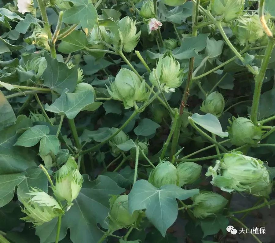 原创棉花花铃期的管理和提高铃重的措施