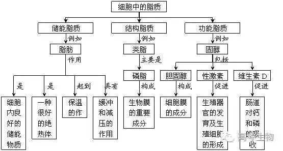 的基本结构1本章核心概念:主要:细胞膜,细胞器,叶绿体,线粒体,内质网