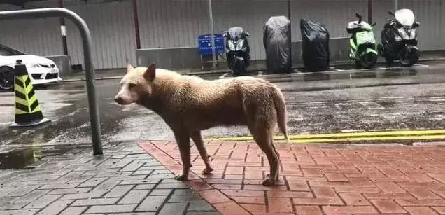 流浪狗想進大廈躲雨卻被保安驅逐離開時的落寞表情讓人很心疼