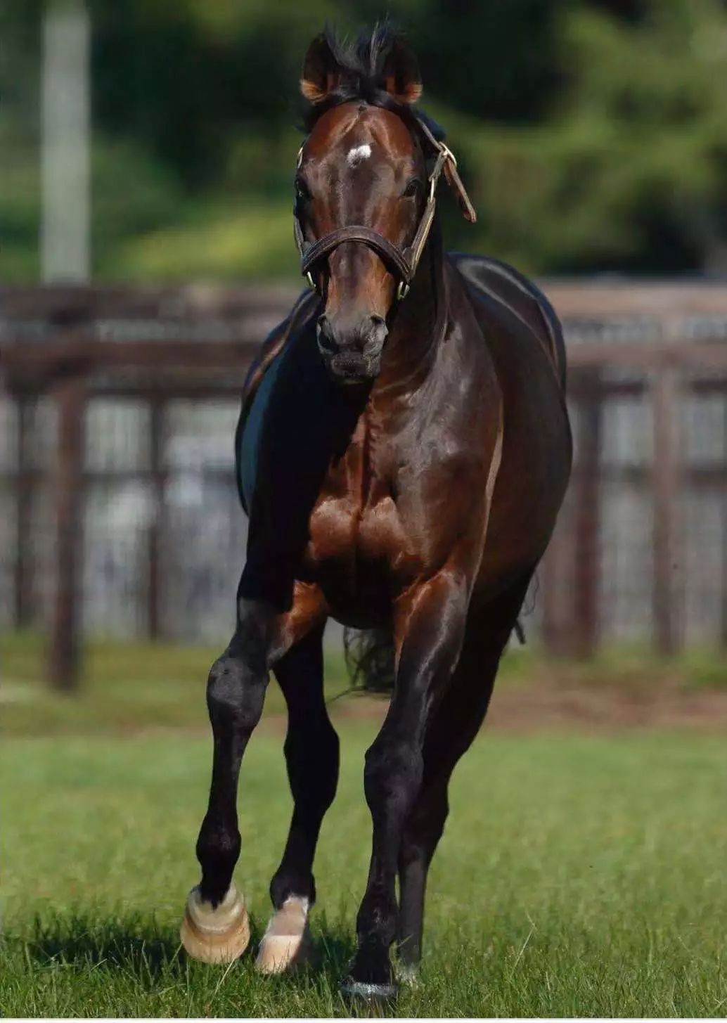 战功赫赫吸金无数的殿堂级赛马大震撼被安乐死最后只有流浪猫陪在身边