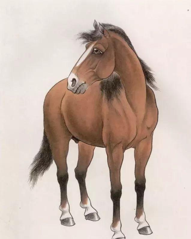 马的工笔画法分步示范例一