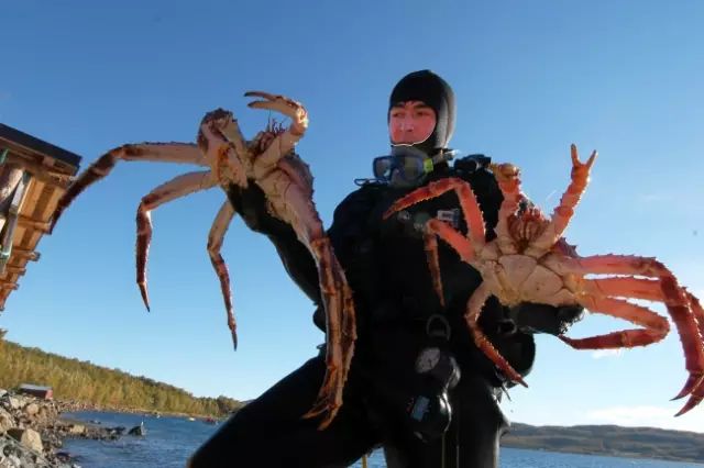 俄罗斯红帝王蟹多数出口至中国,蟹肉口感与阿拉斯加红色帝王蟹差别不
