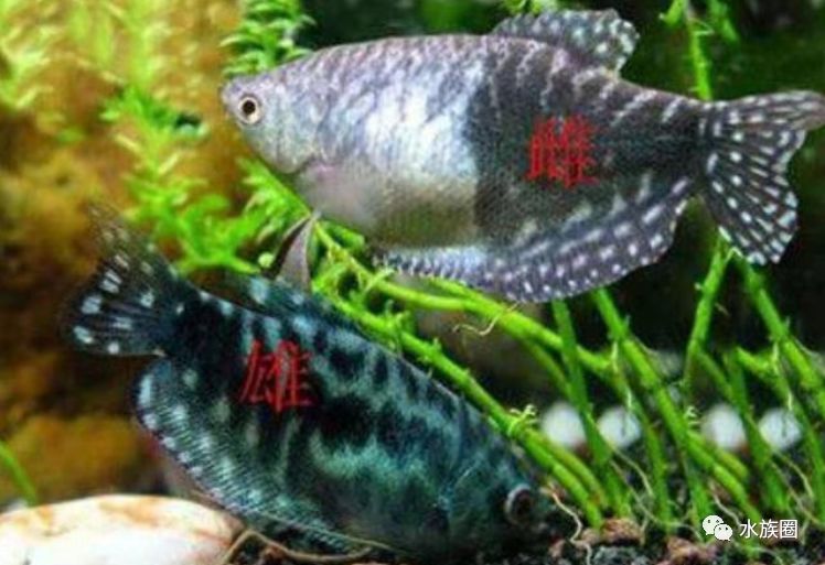 蓝曼龙鱼在发情期雌雄极易辨认,也不用自己成对,挑