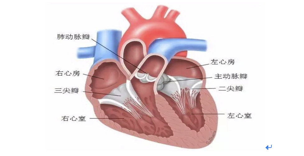 并购再并购蓝帆医疗收购瑞士心脏瓣膜企业nvt进场结构性心脏病疗法