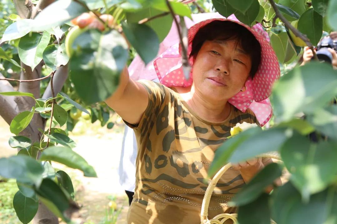 果子但每棵梨树上梨树虽然不大看着非常清爽梨园内一排排的梨树这么