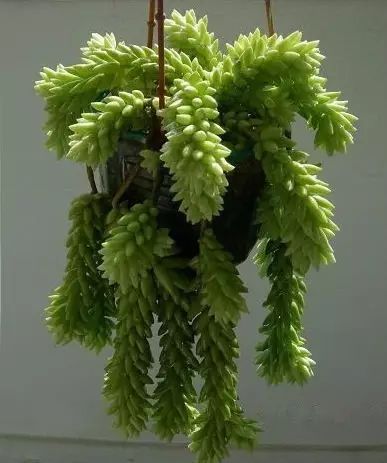 景天科多肉植物,像一串珠子一样串着垂吊下来,垂挂在花园里非常雅致.