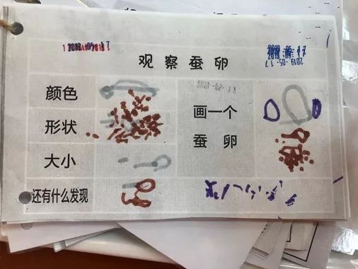 观察每日观察这是我们观察的蚕的一生,从卵到幼虫到成虫,再到成虫产卵