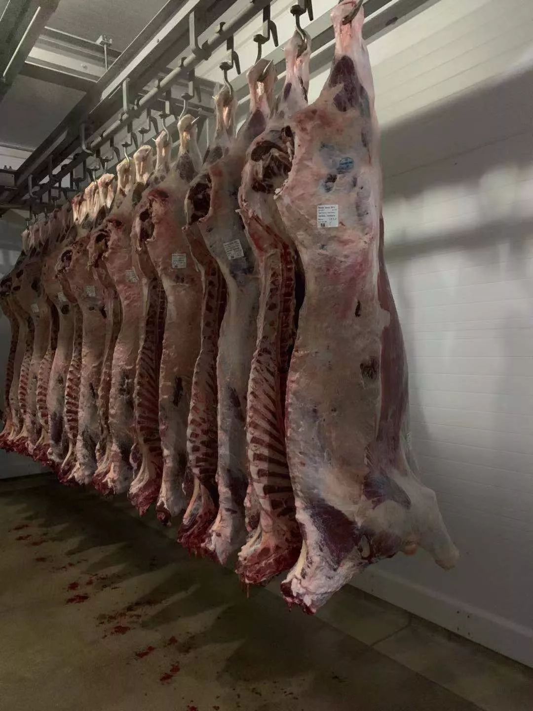 哈萨克斯坦首柜优质牛肉首次经傅总指导屠宰