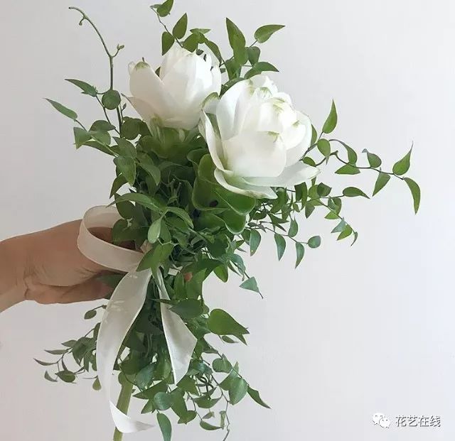 姜荷花属于姜科姜黄属,是热带多年生草本球根植物,原