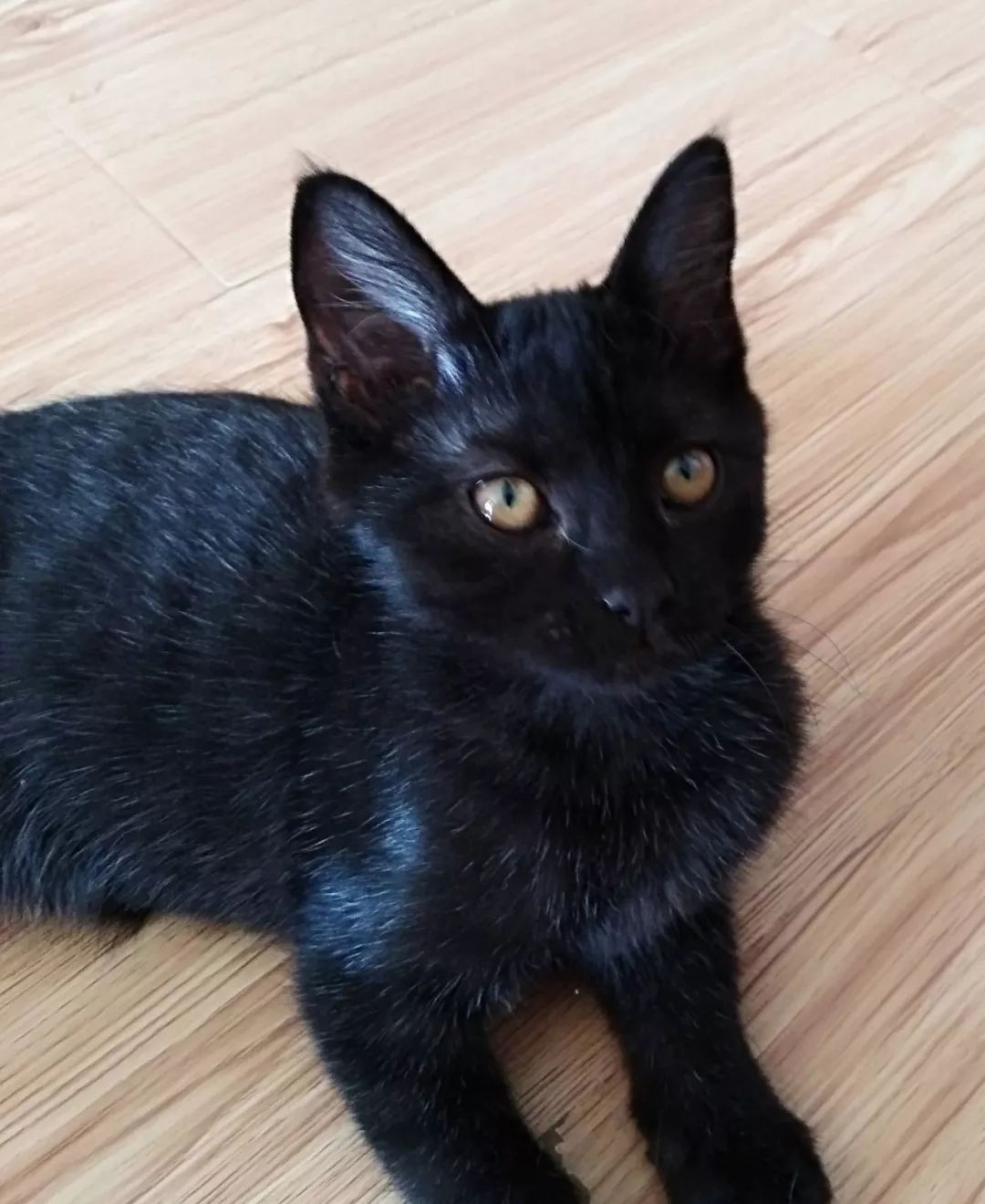 一只女猫三花(感觉有点串,鼻子和下巴有点短)和一只男黑色狸花(比较