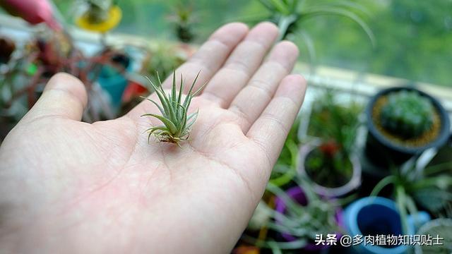 空凤界的迷你小萝莉,带你去看世界上最小的空气凤梨