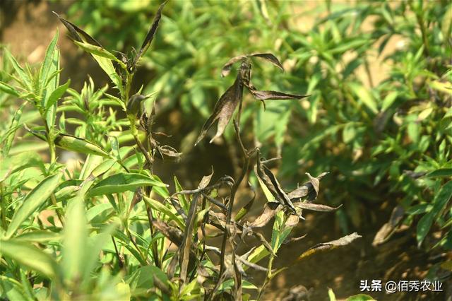 中药材白术铁叶病高发期,症状和根腐病相似,农民朋友别混淆