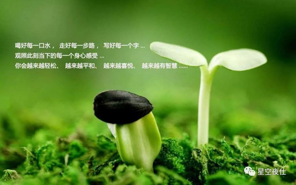 止语 壁纸图片