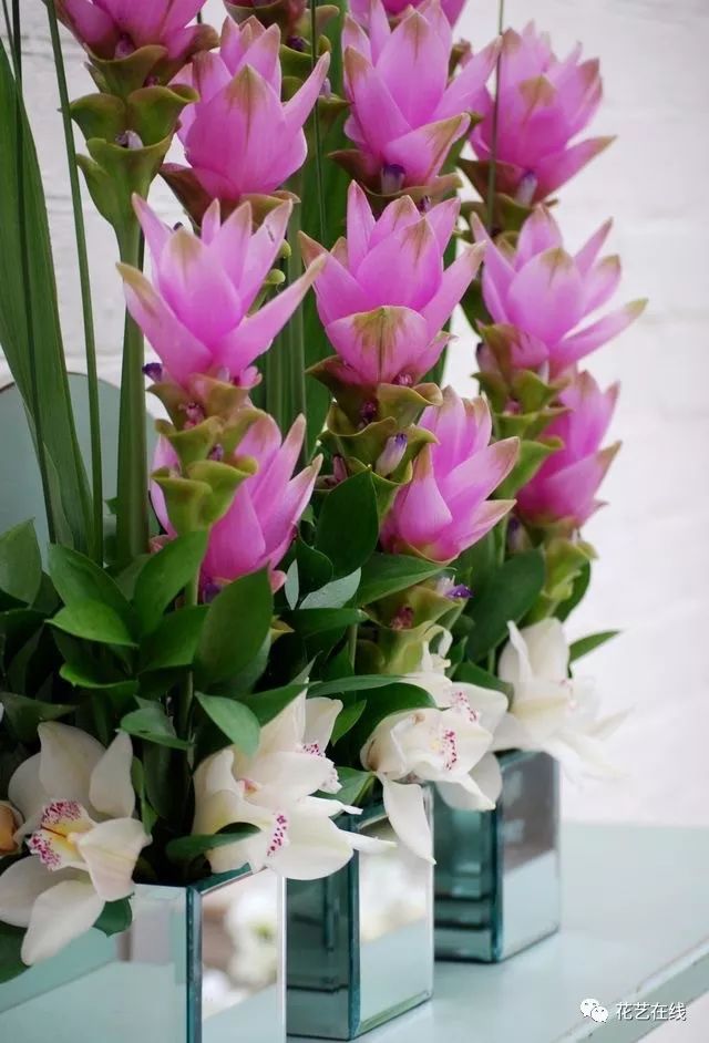 这个夏天你一定要来一束姜荷花