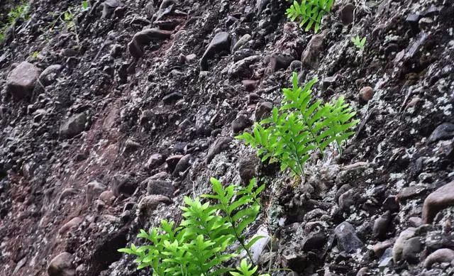 这种草药名叫爬岩姜.是一种生活在悬崖峭壁上的名贵中药材.