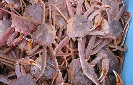 和灰眼雪蟹(英文名:snow crab;拉丁文名:chionoecetes opilio; 又叫