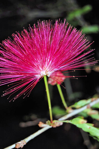 合欢谷长500米,谷宽30米,整个谷中密布合欢树.