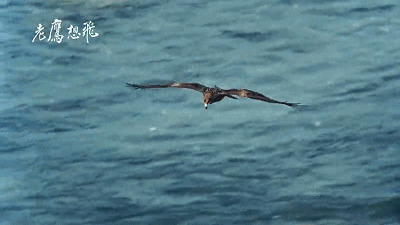 萨克斯世界名曲老鹰之歌触动灵魂的天籁之音连听3遍还想听