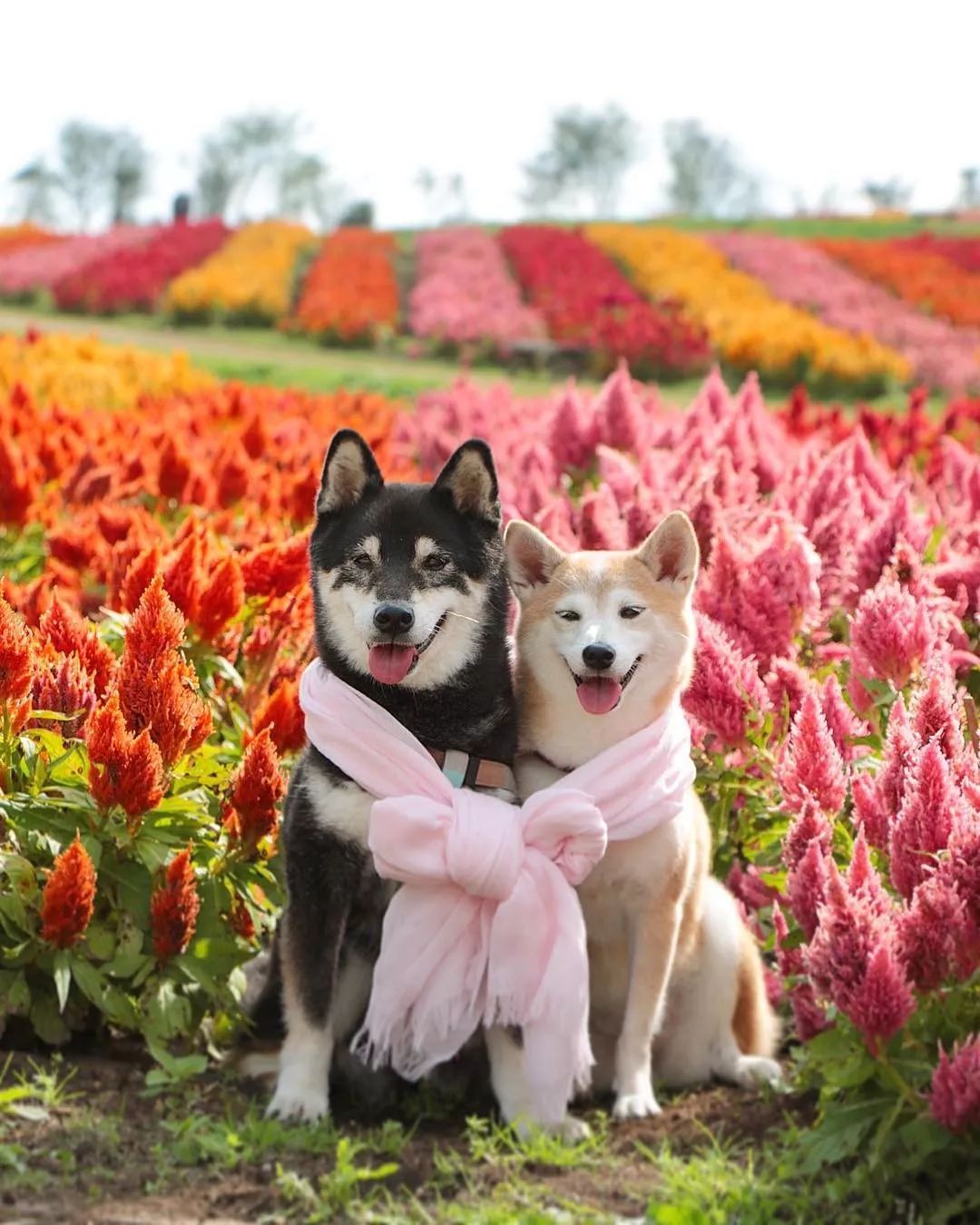 花海中的柴犬兄妹用笑容治愈3万人背后的故事却让人泪目