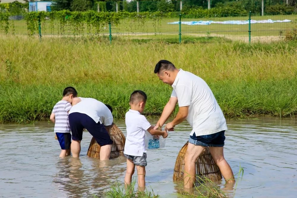 老板!我举报那小子在摸鱼_稻田