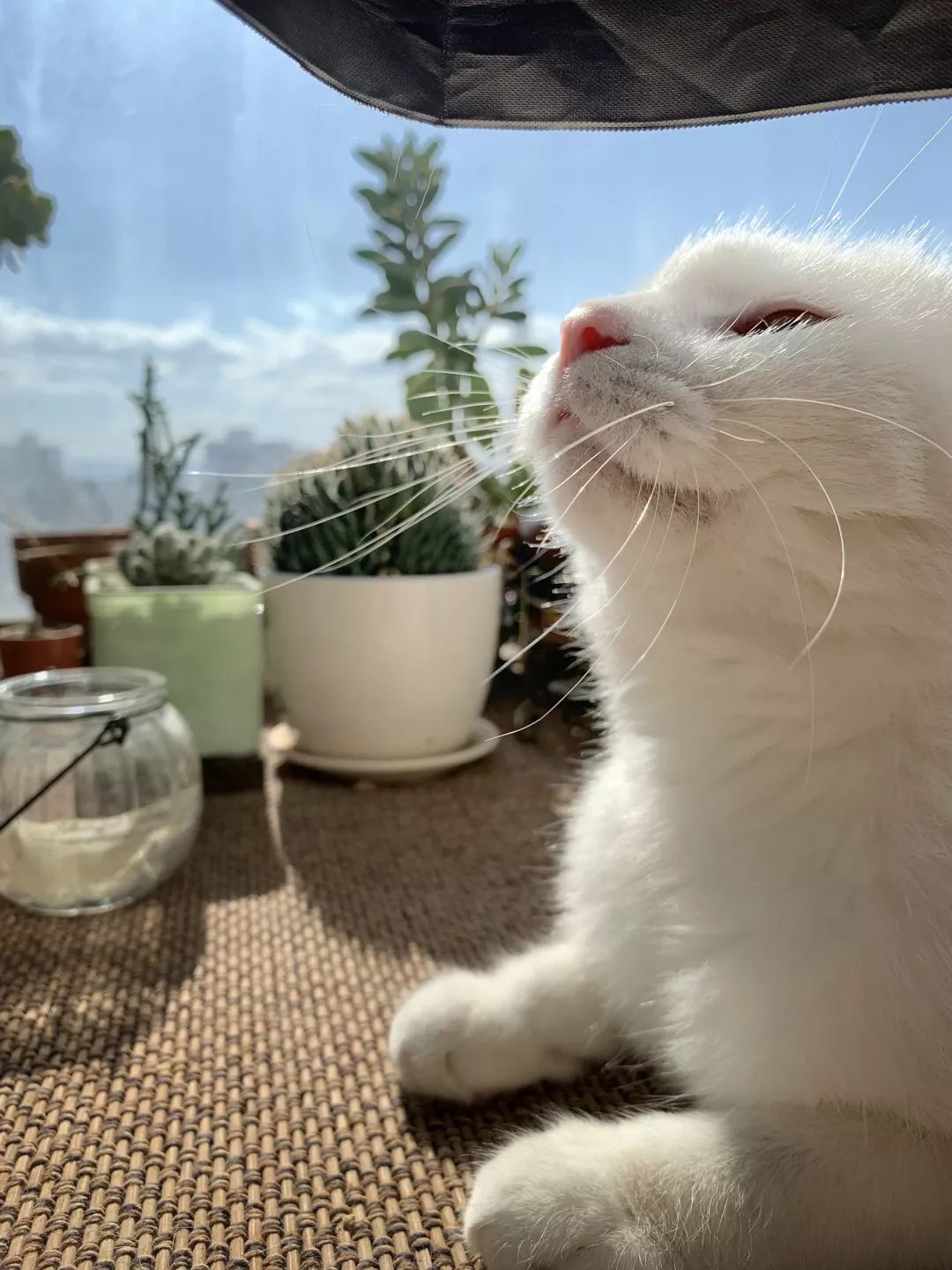 一只特立独行的猫有理想的猫结果公布