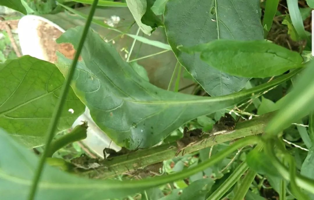 夏季預防番茄筋腐果;水稻細菌性條斑病來勢洶洶;江西下撥670萬專項