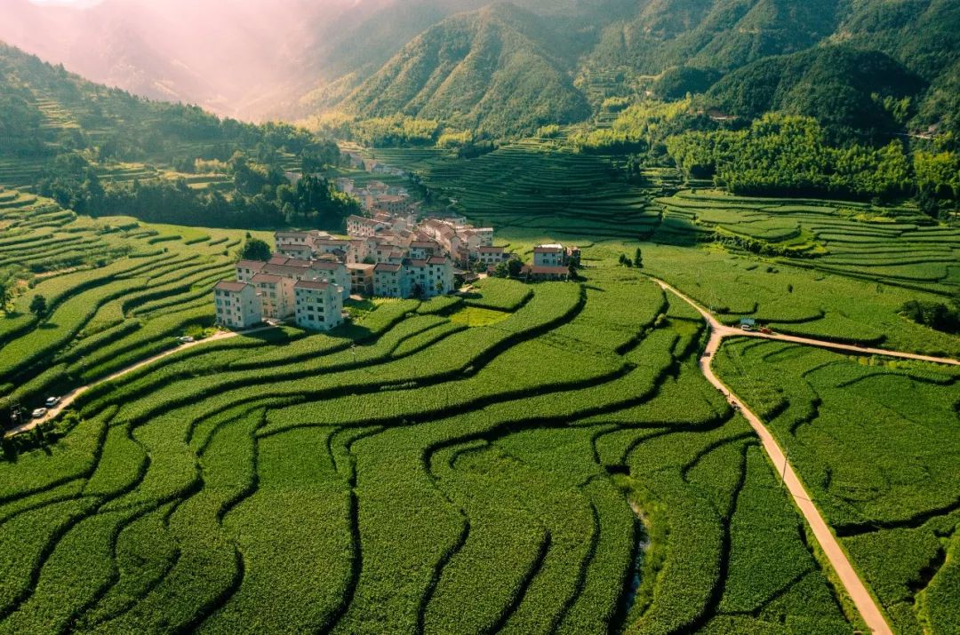 强势来袭 | 大洋镇清凉避暑节暨高山茭白丰收节预告