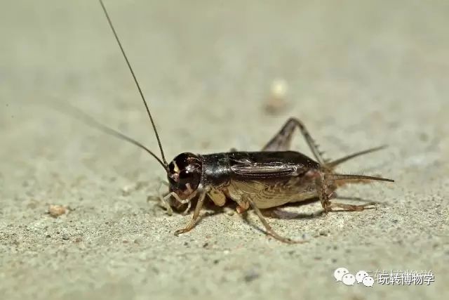 【彭老師來咯】天壇公園夜探博物認知活動,帶你瞭解北京最