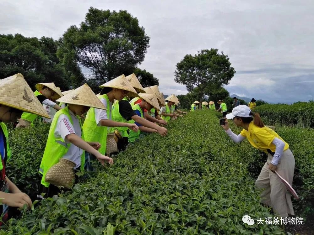 东华研学团之天福茶之旅圆满成功