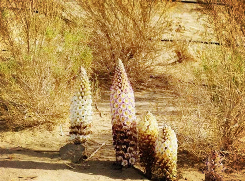 沙漠三宝植物图片