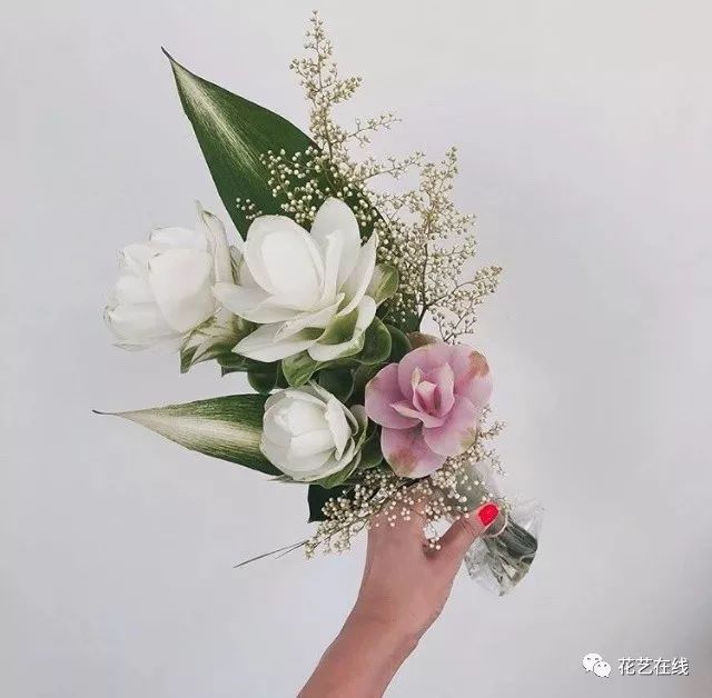 姜荷花还是巨蟹座的守护花,这个七夕请送一束给巨蟹