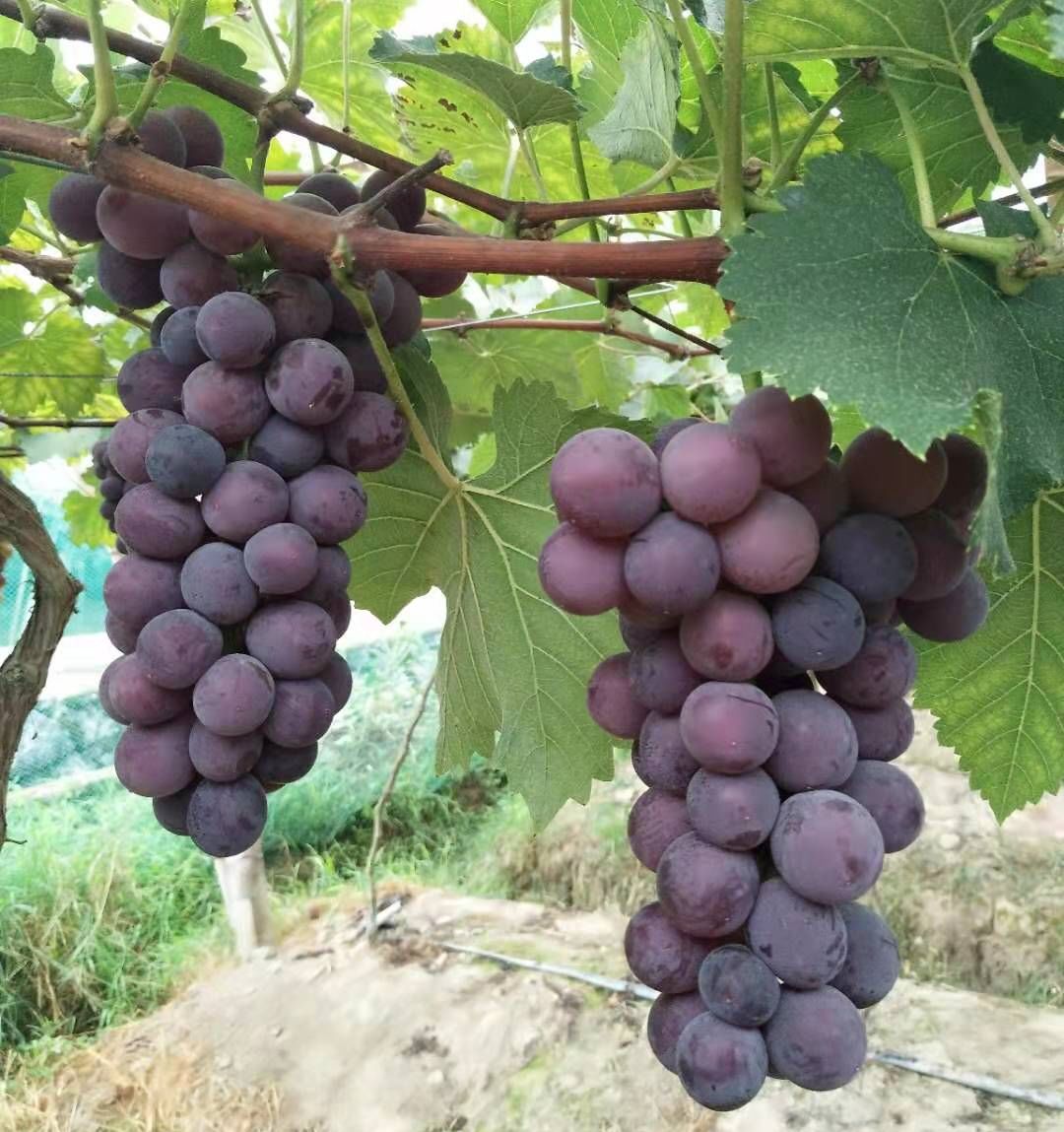 葡萄采摘正当时这份衢州采摘攻略快收好