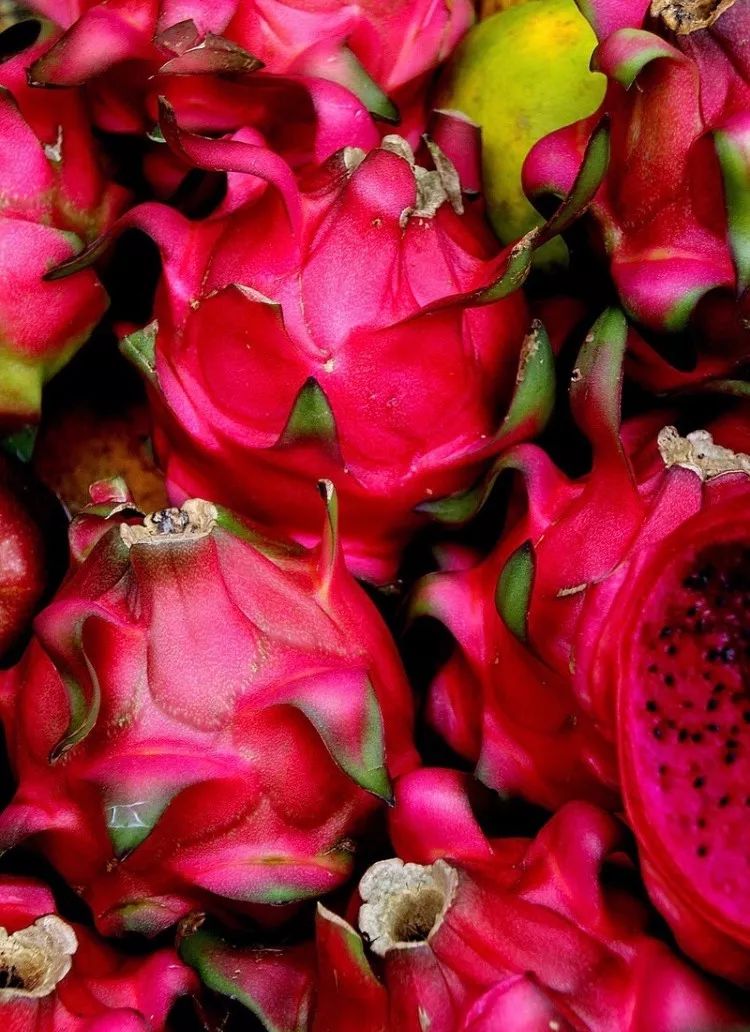 田园综合体的红心火龙果熟啦快快带娃来这里火一把